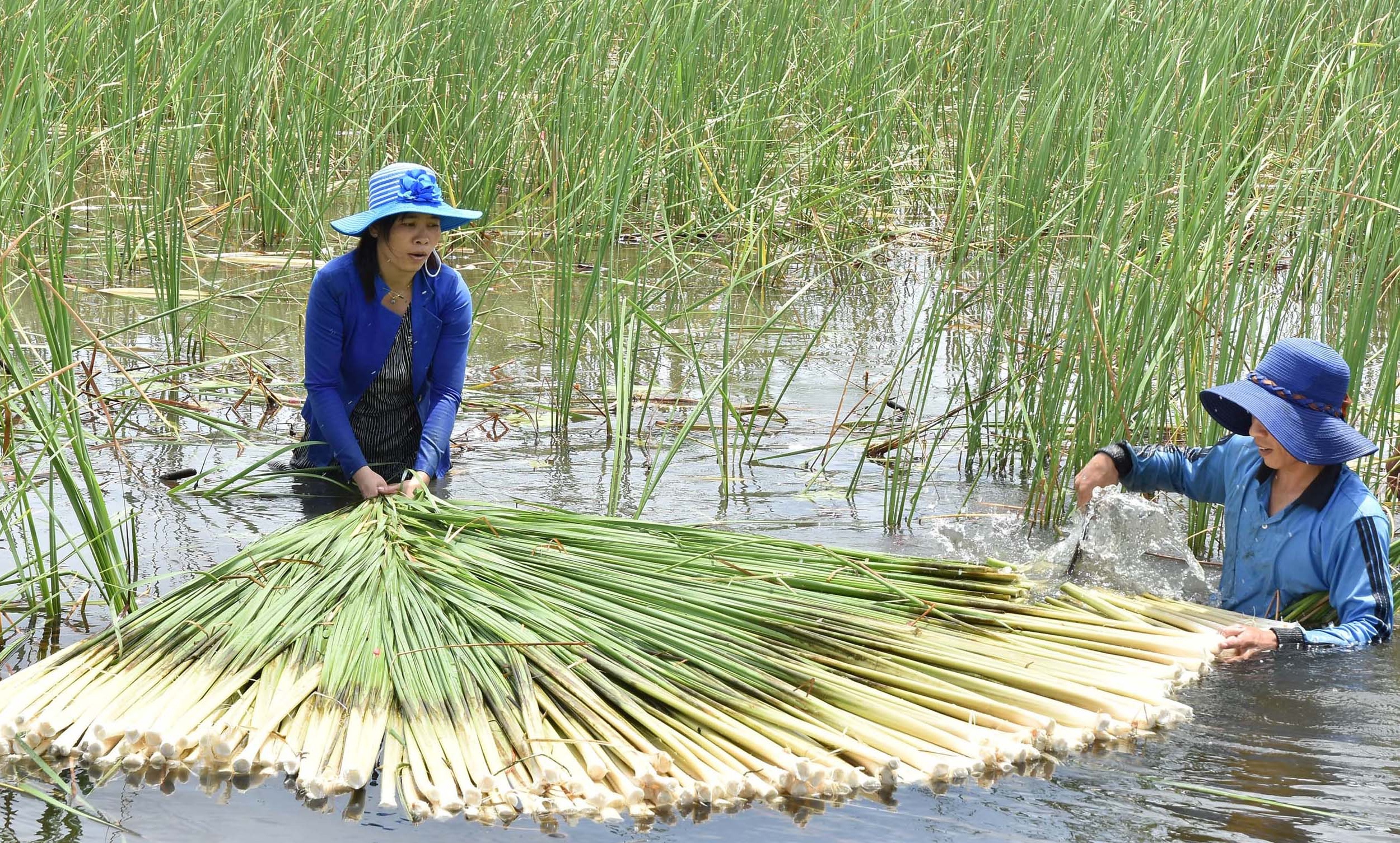 kho ca khoai ca mau anh 5
