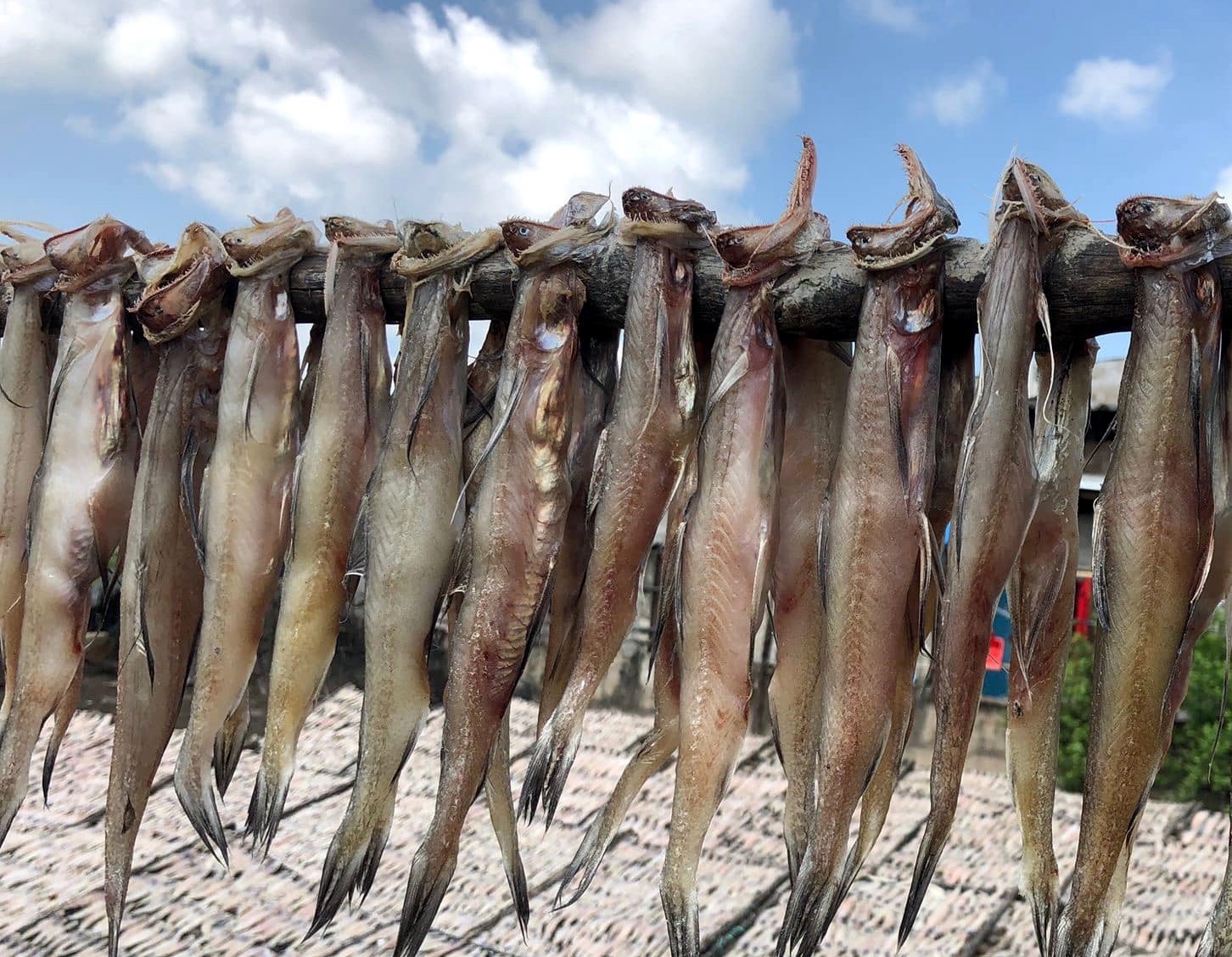 kho ca khoai ca mau anh 1