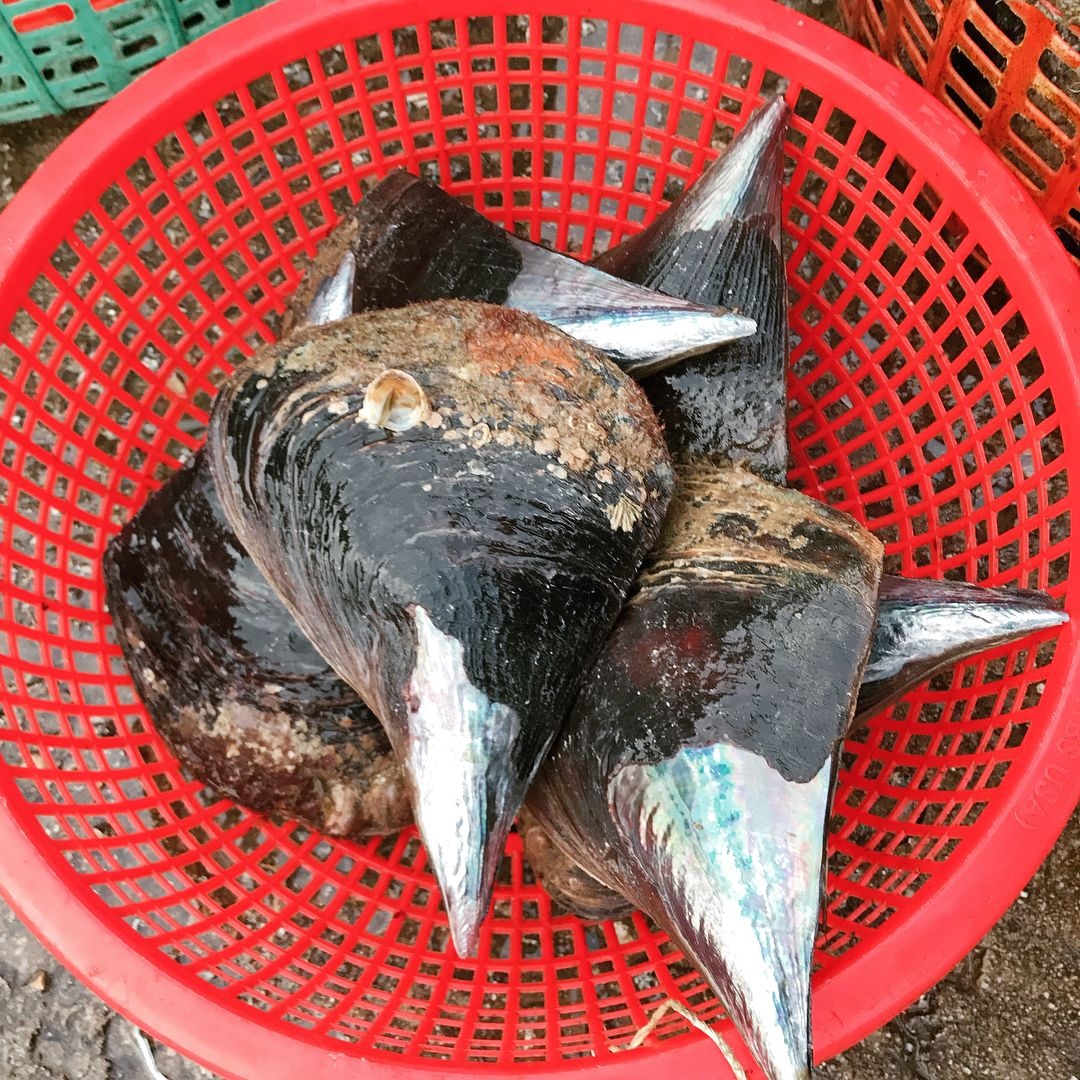 coi bien mai phu quoc anh 2