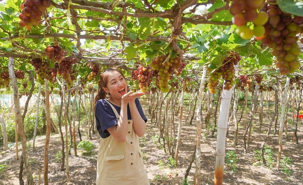 hang rái ninh thuận ảnh 6 hang rai ninh thuan anh 6