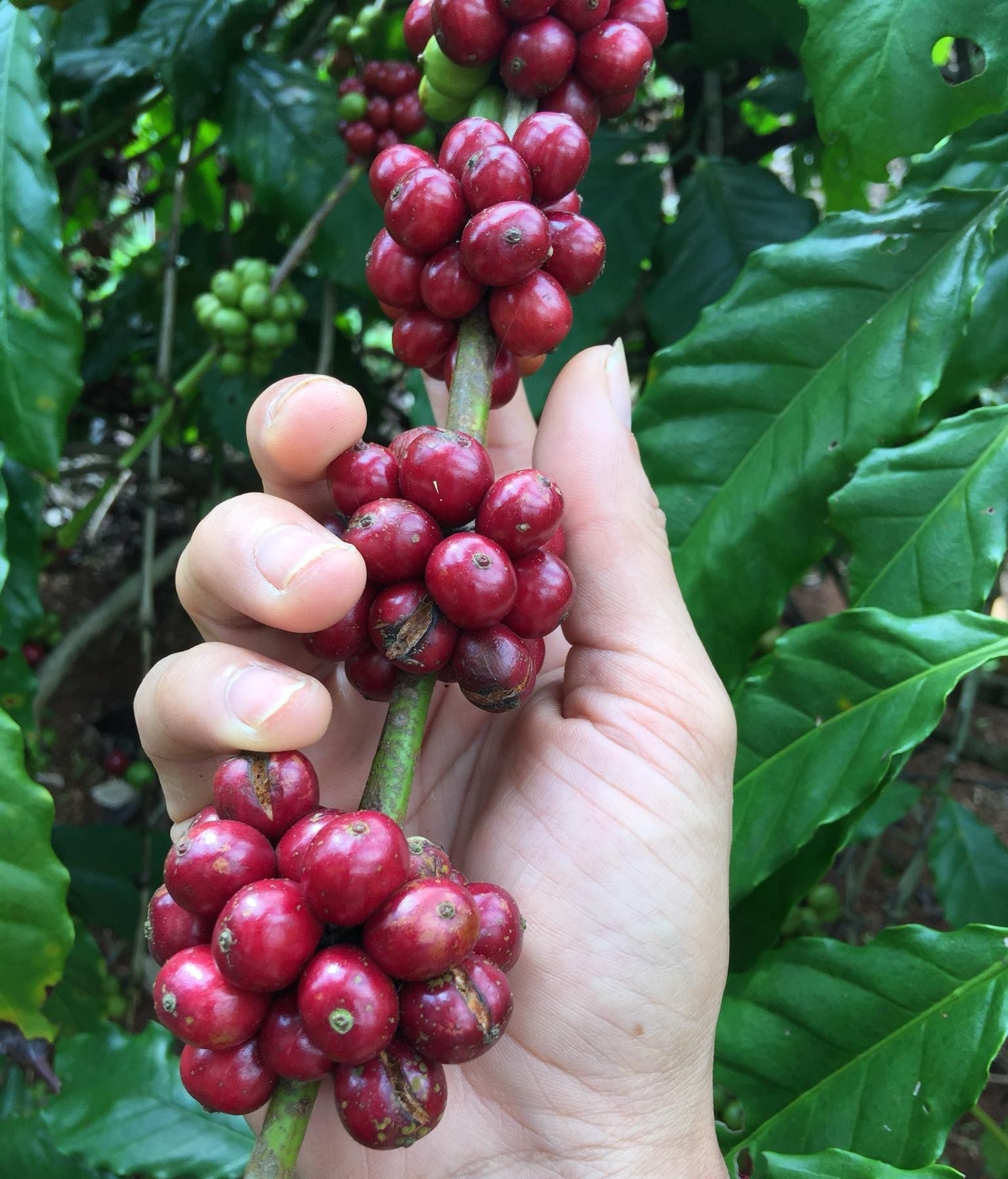 dac san tay nguyen anh 6