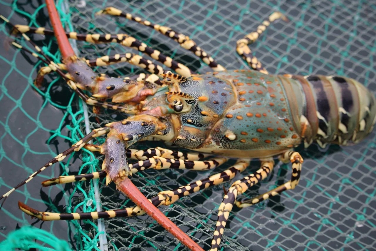 Tinh nao co dac san tom hum bong noi tieng? hinh anh