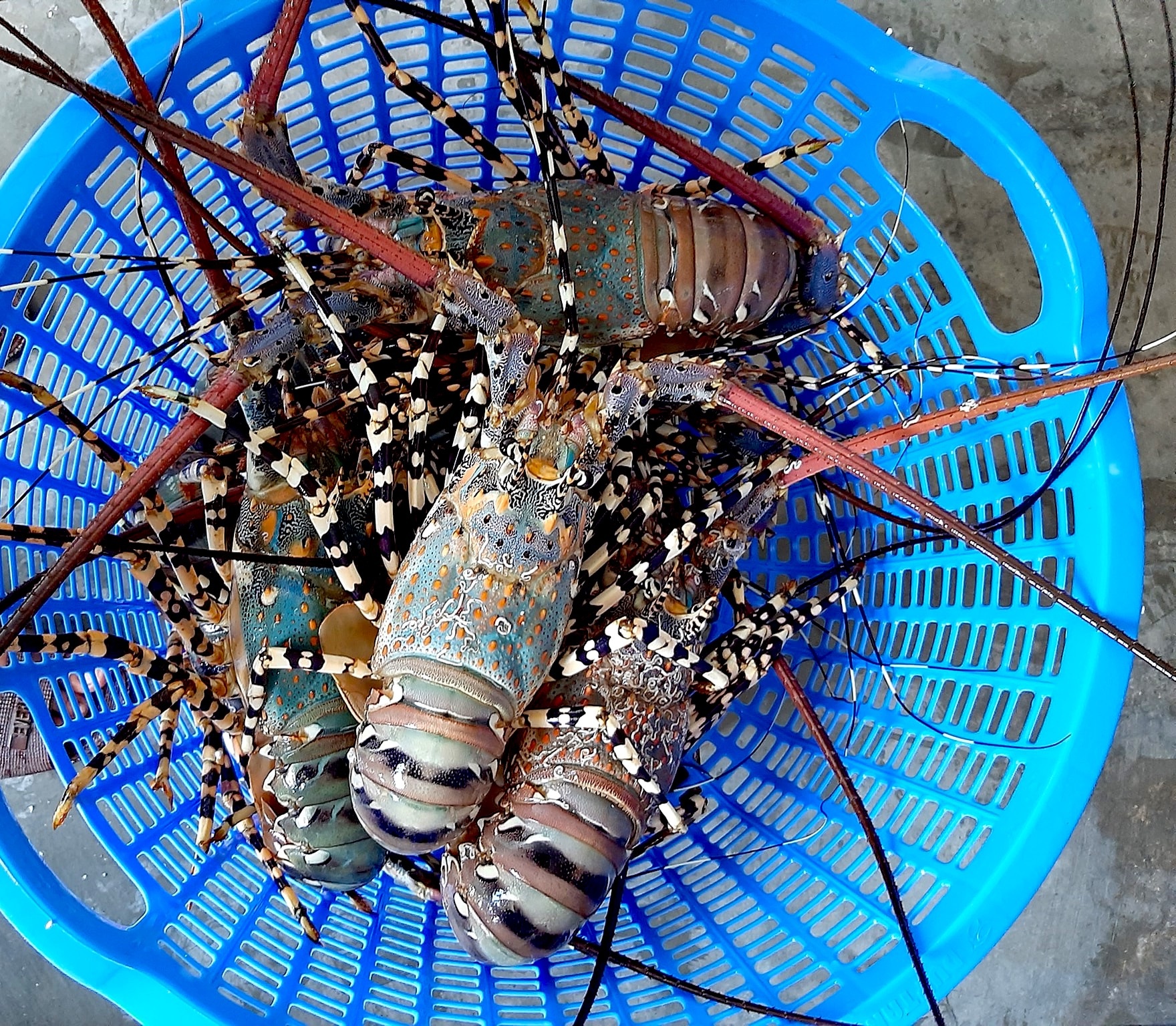 tom hum bong phu yen anh 2