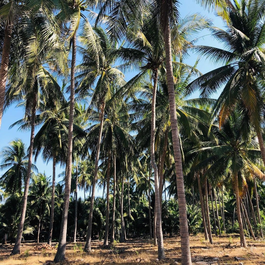 du lịch phan thiết ảnh 4 du lich phan thiet anh 4