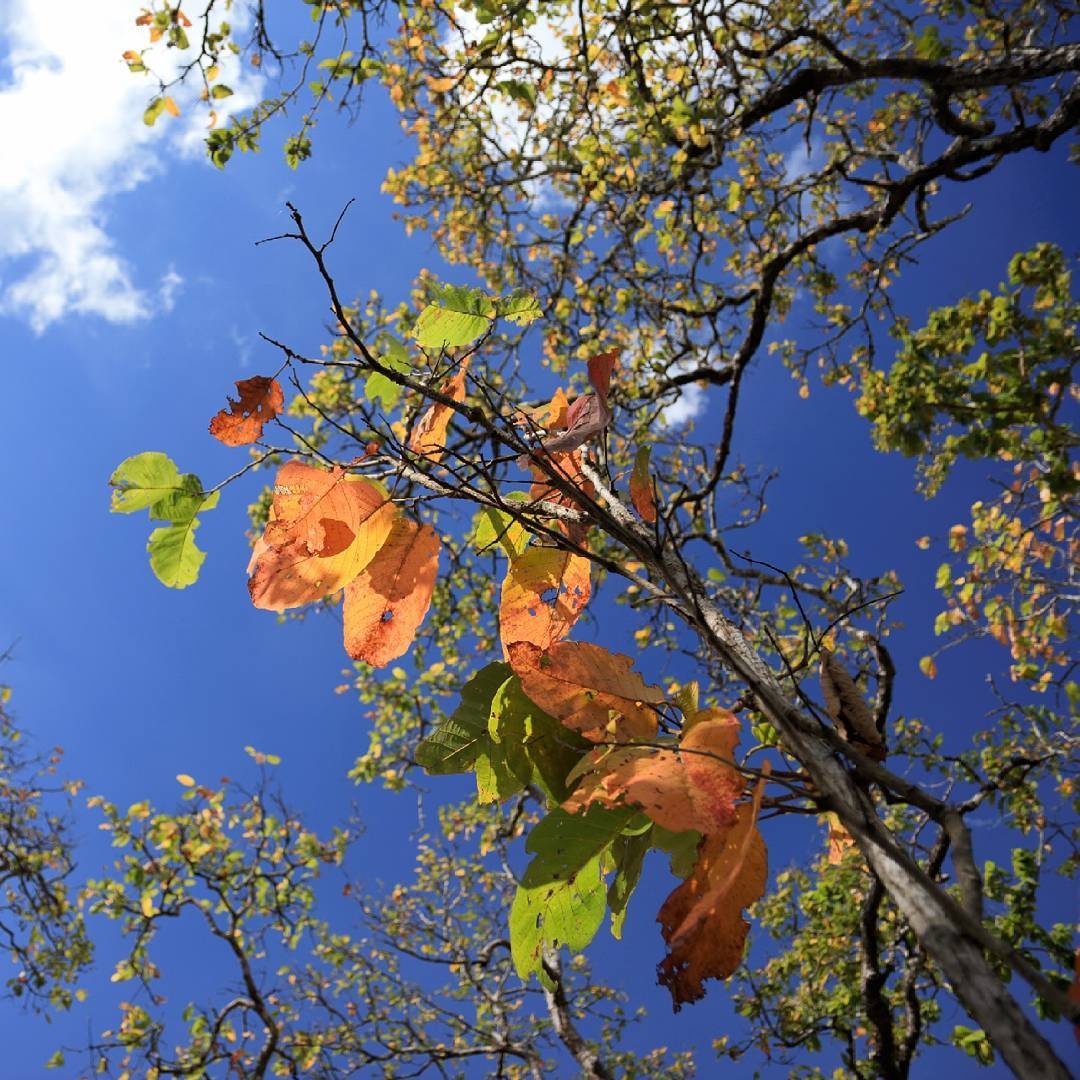 vuon quoc gia yok don anh 2