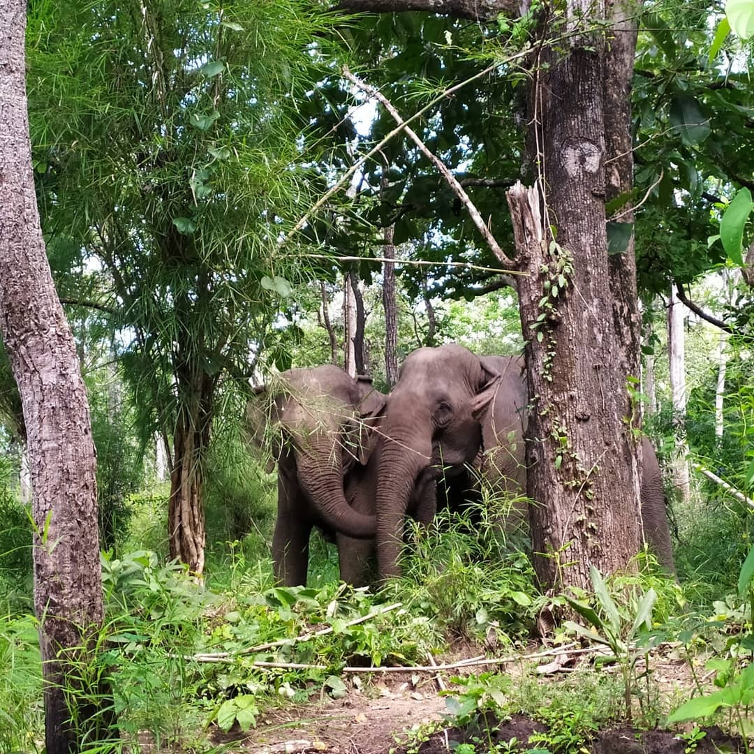 vuon quoc gia yok don anh 5