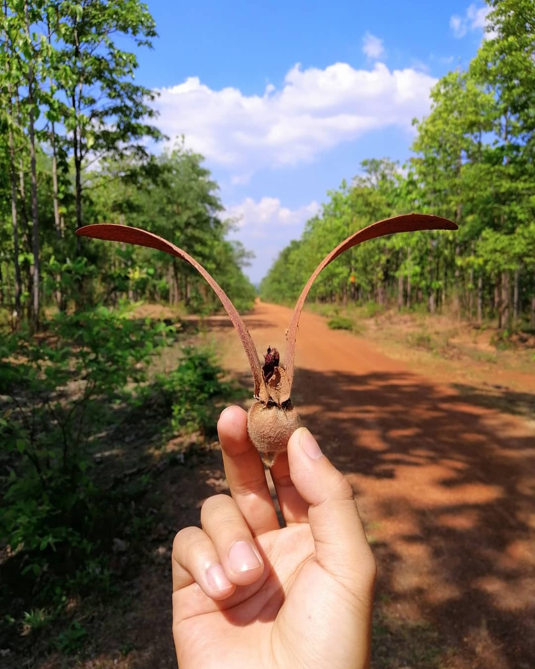 vuon quoc gia yok don anh 6