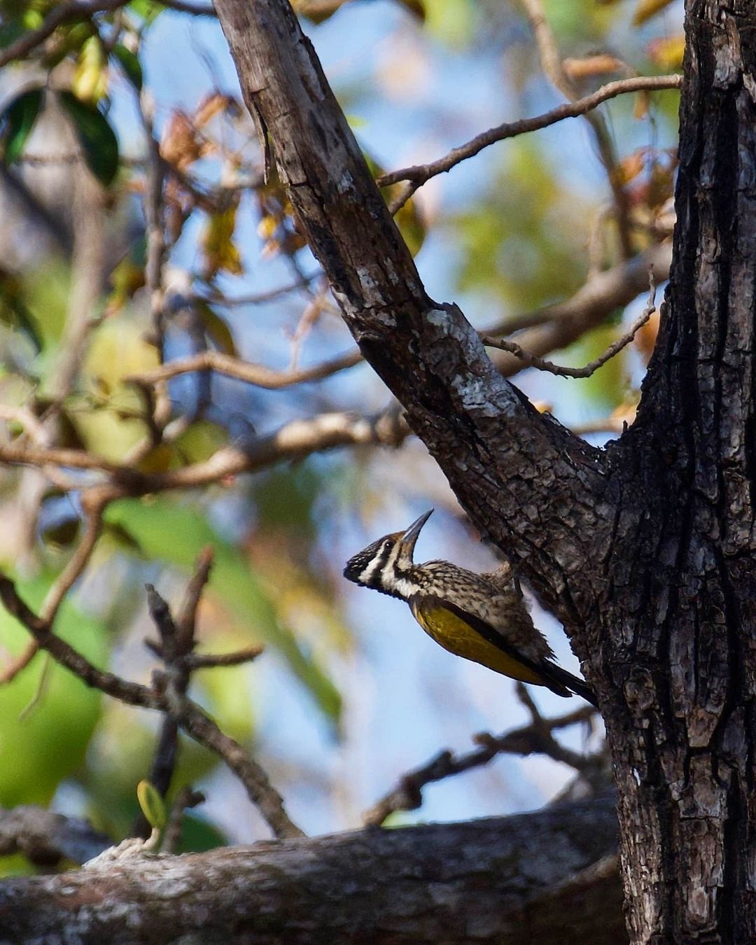 vuon quoc gia yok don anh 7