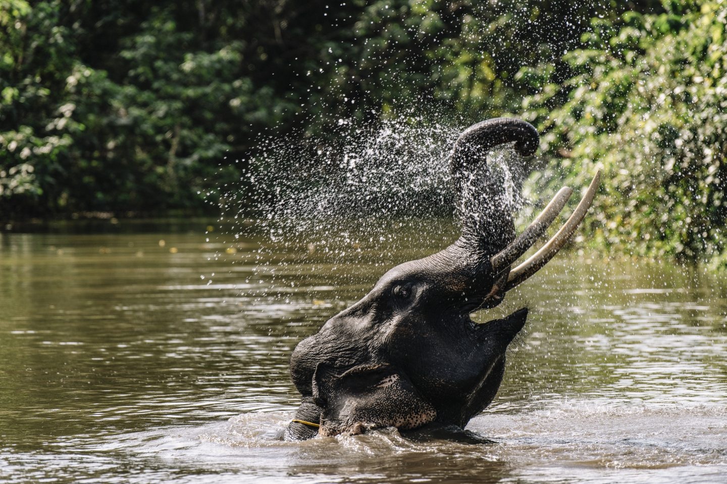 vuon quoc gia yok don anh 4