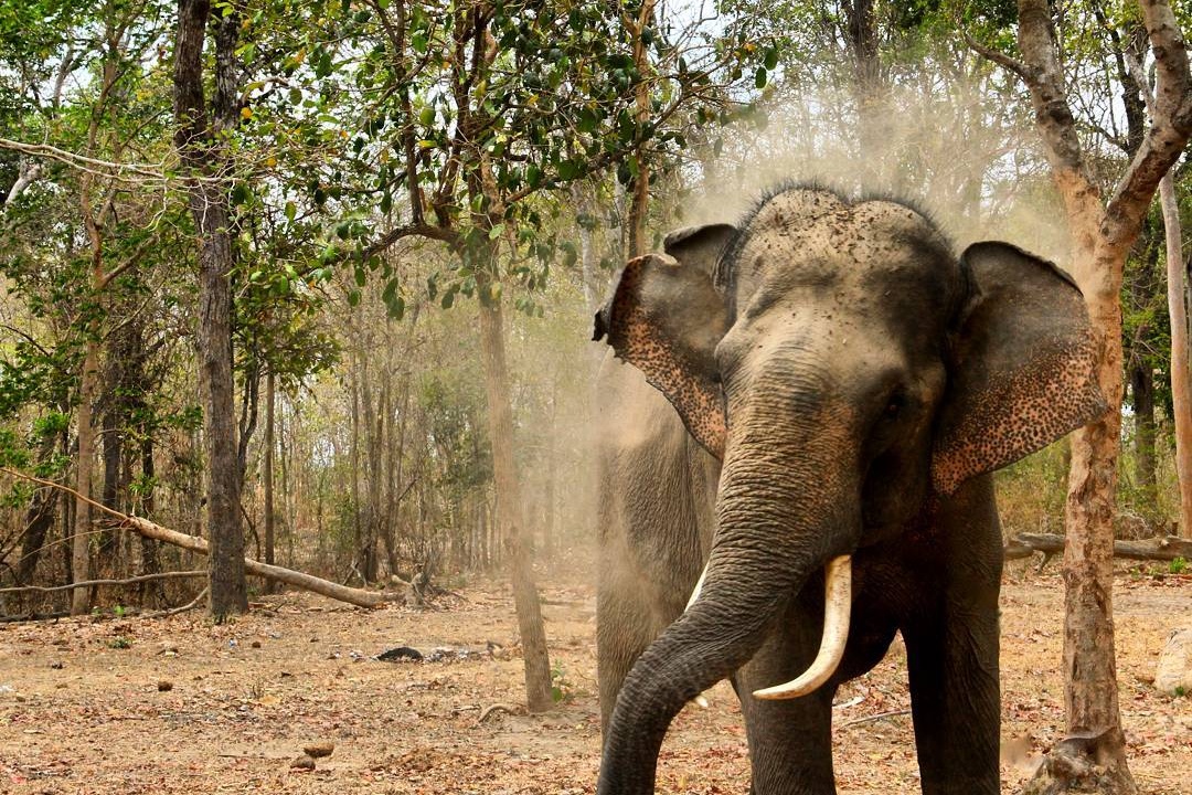 Noi bao ton rung khop duy nhat o Viet Nam hinh anh