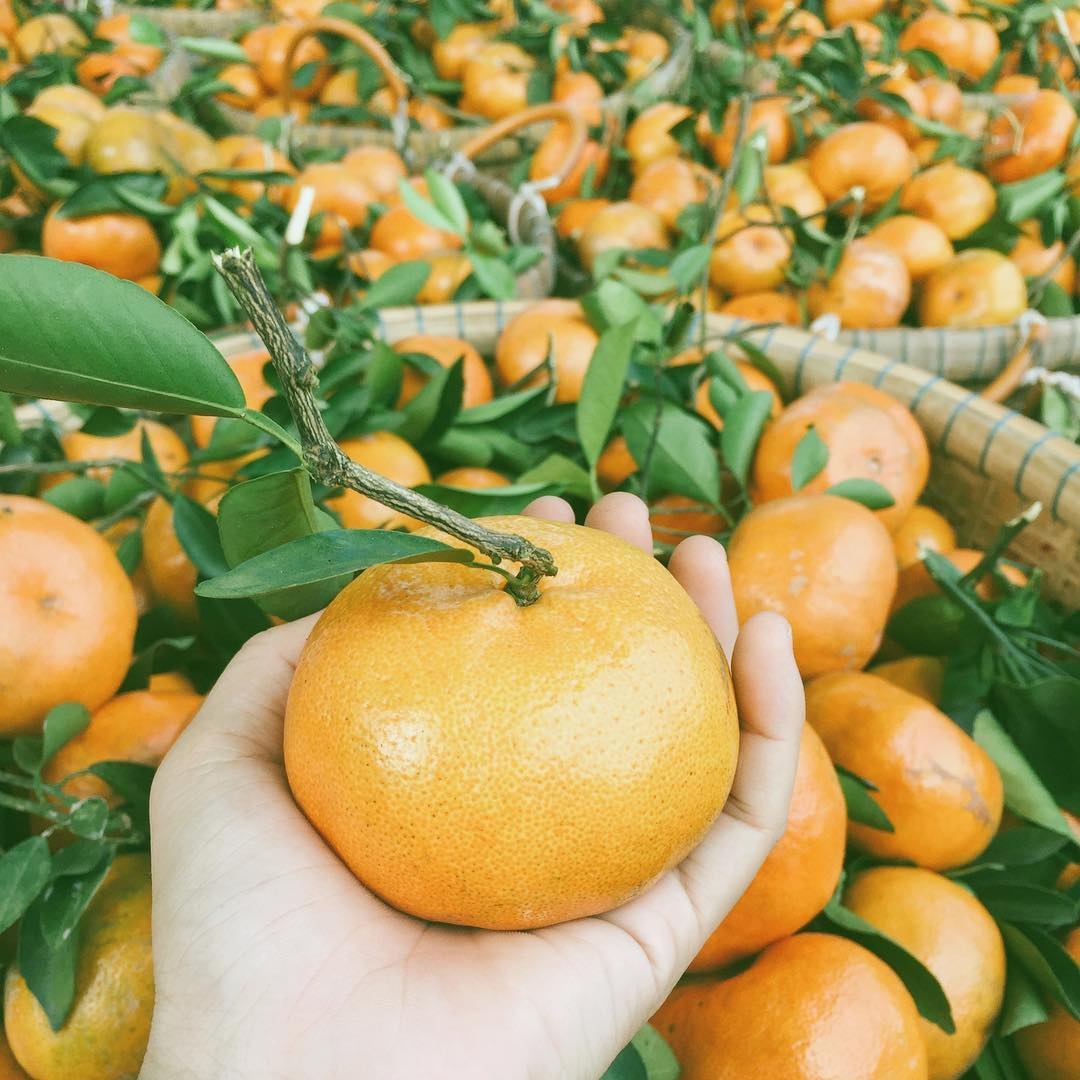 quyt hong lai vung anh 2