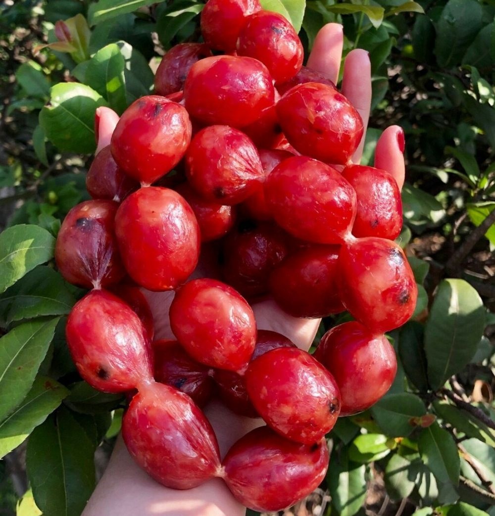 lạp xưởng tết ảnh 4 lap xuong tet anh 4