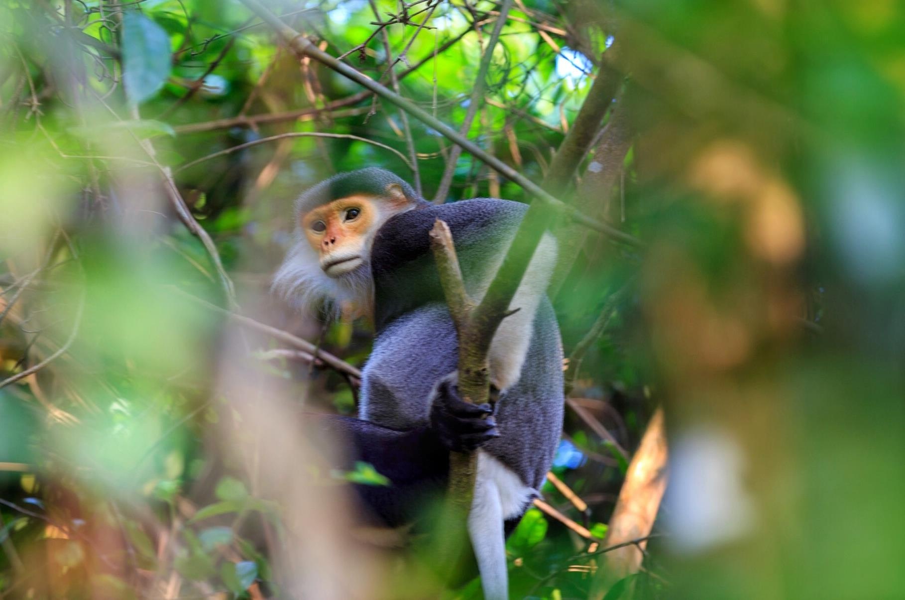 vuon quoc gia bach ma anh 4