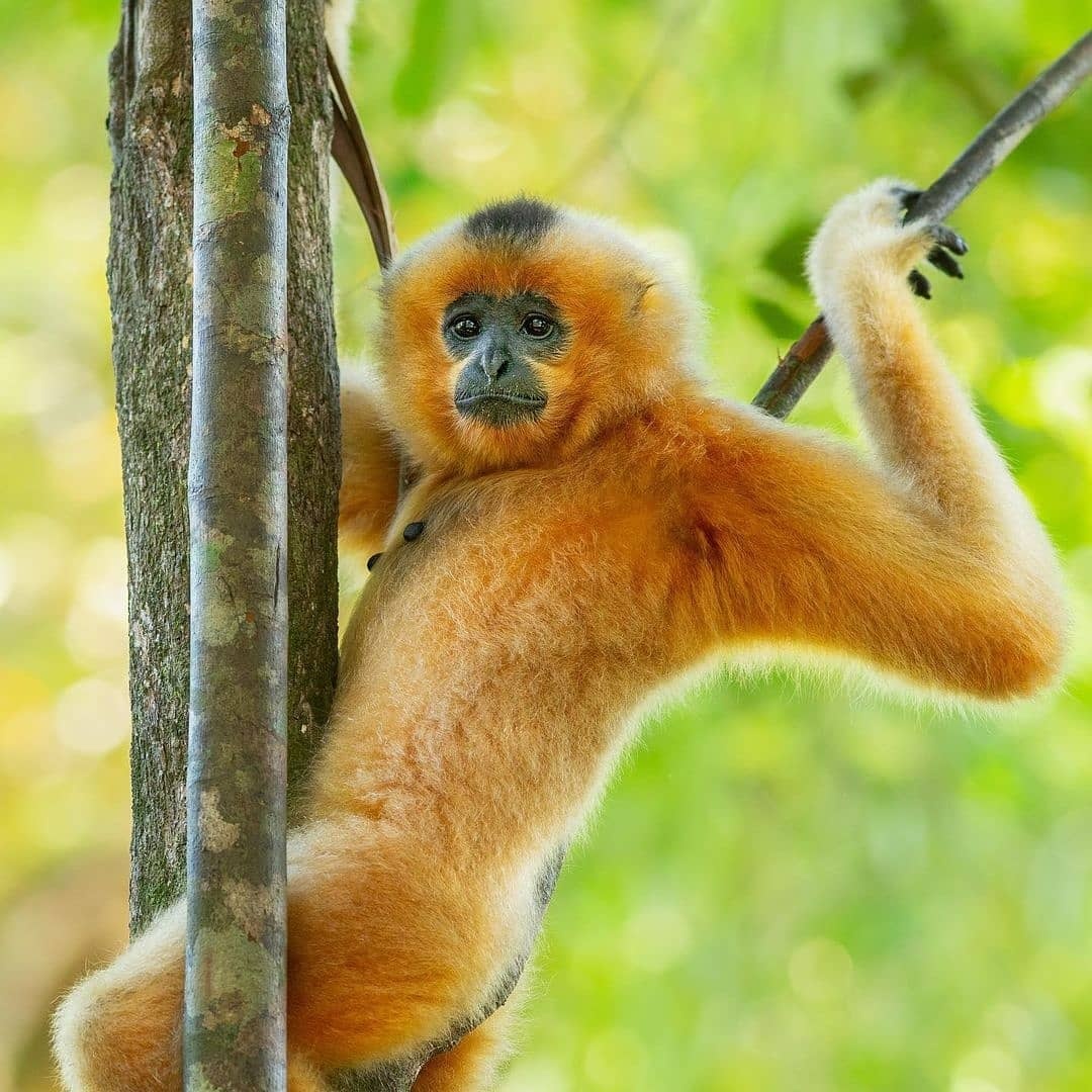 vuon quoc gia o viet nam anh 7