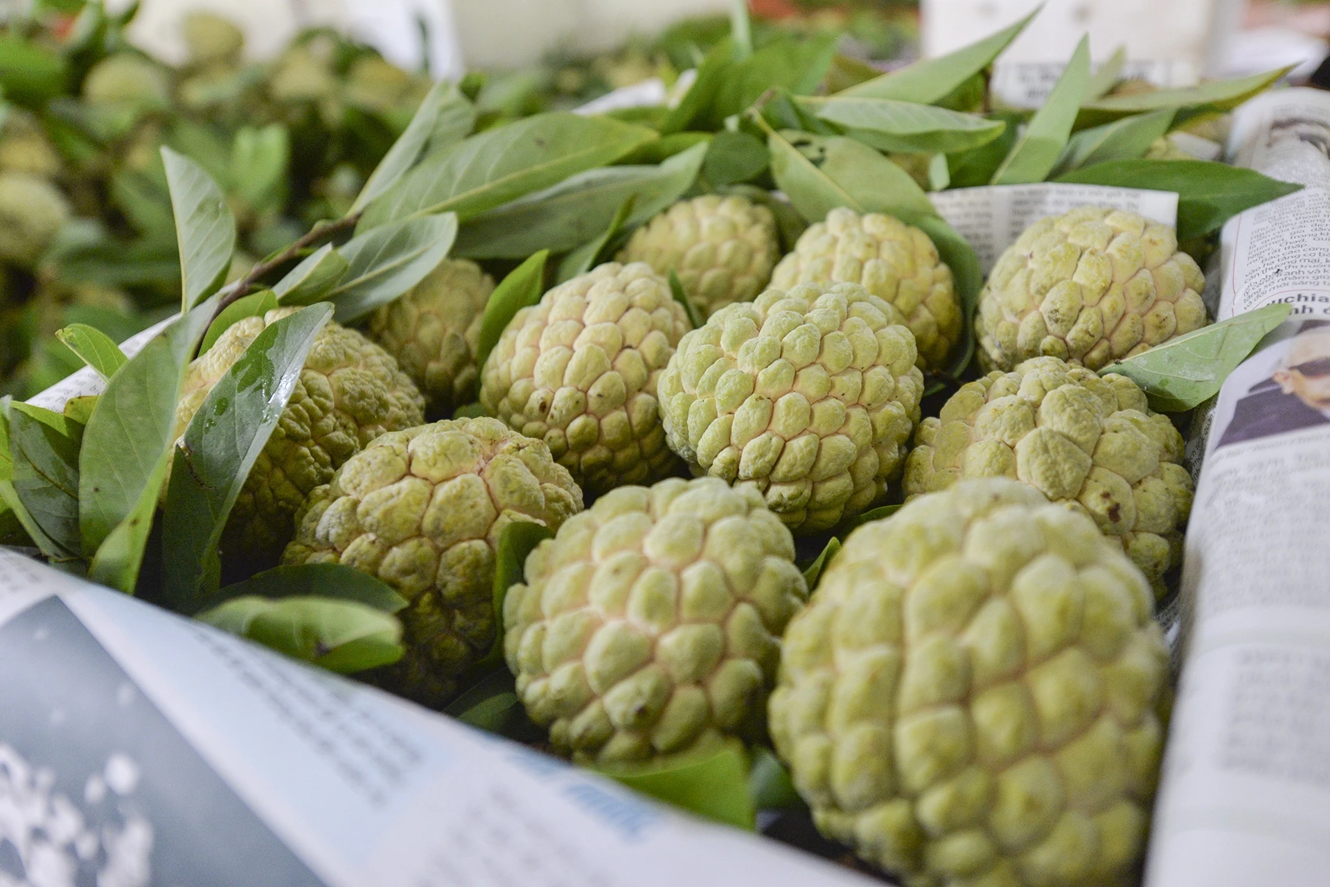 hoa hoi lang son anh 7