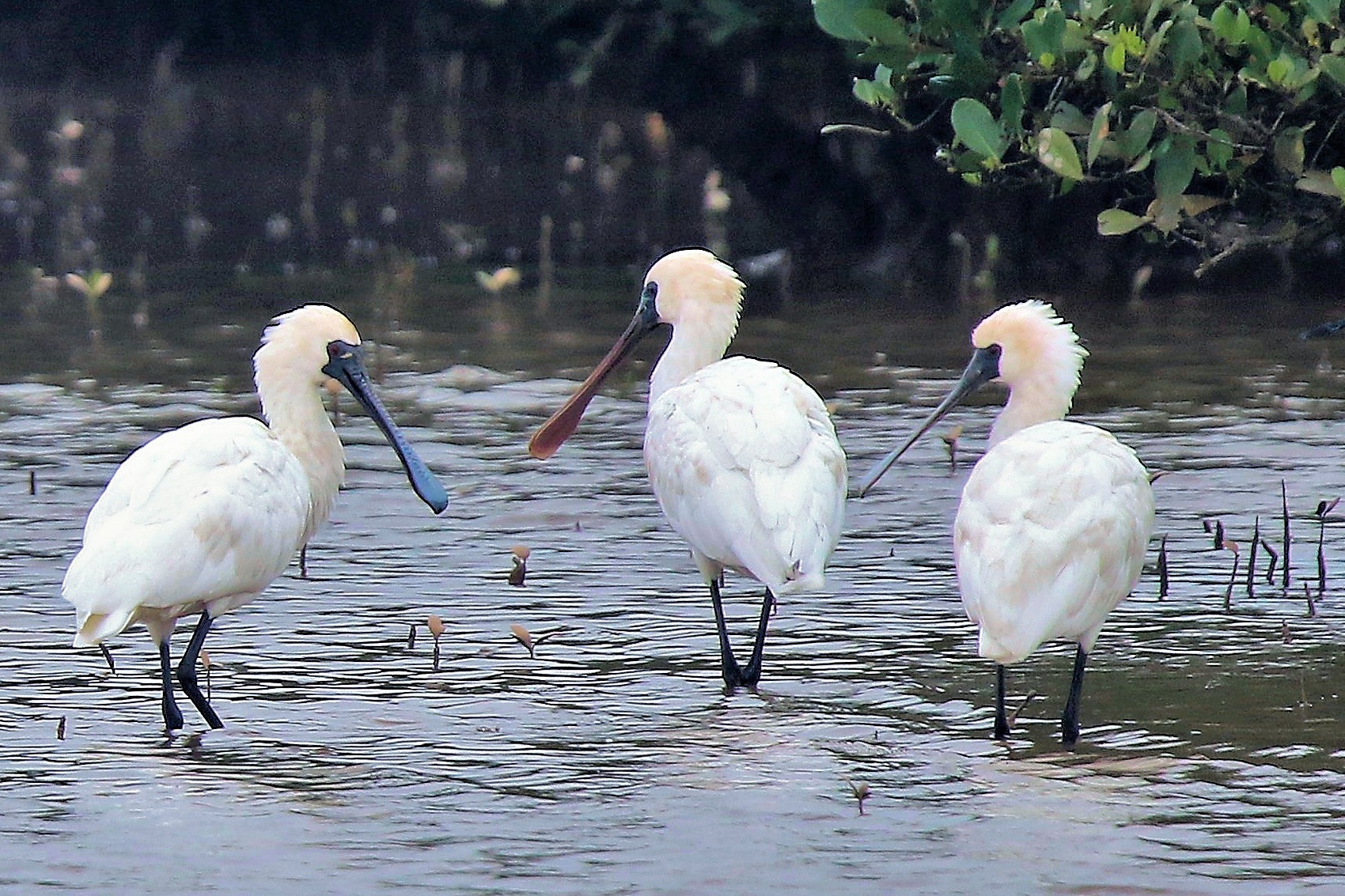 Vuon quoc gia nao co dien tich nho nhat o Viet Nam? hinh anh