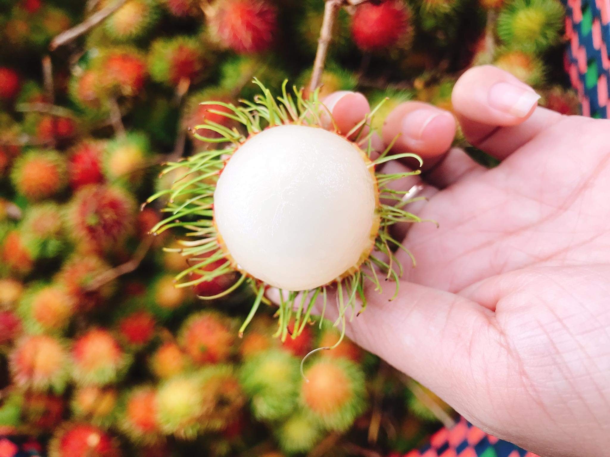 sau rieng cai mon anh 4