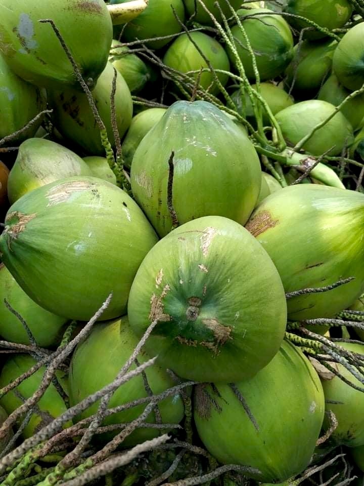 sau rieng cai mon anh 6