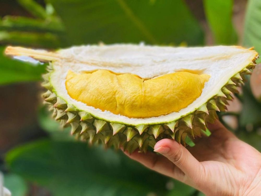 sau rieng cai mon anh 1