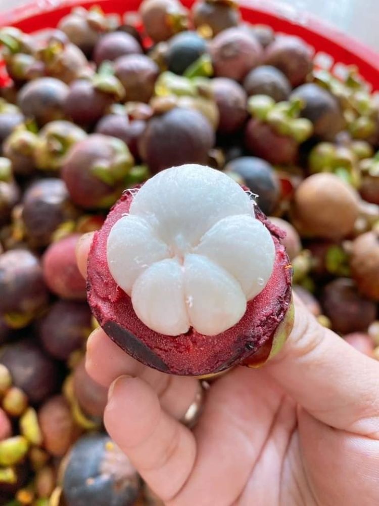 sau rieng cai mon anh 3