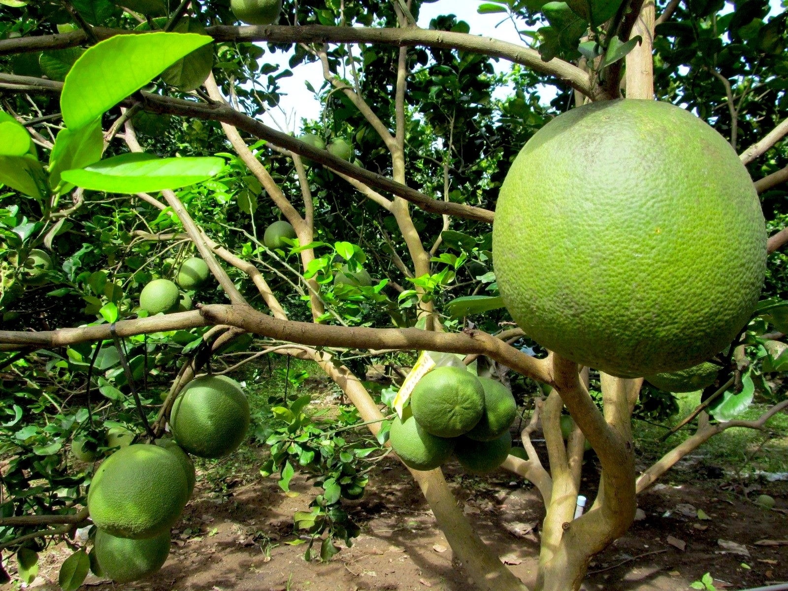 sau rieng cai mon anh 5