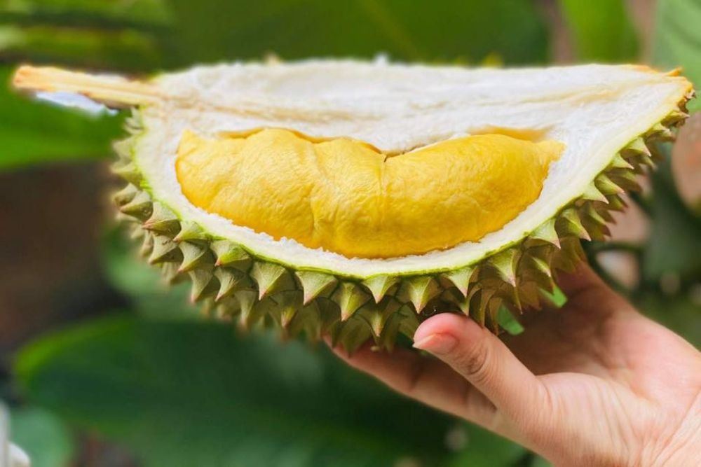 Sau rieng Cai Mon la dac san tinh nao? hinh anh