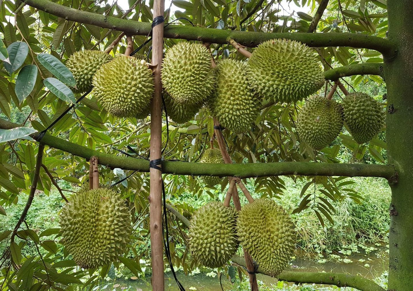 sau rieng cai mon anh 2