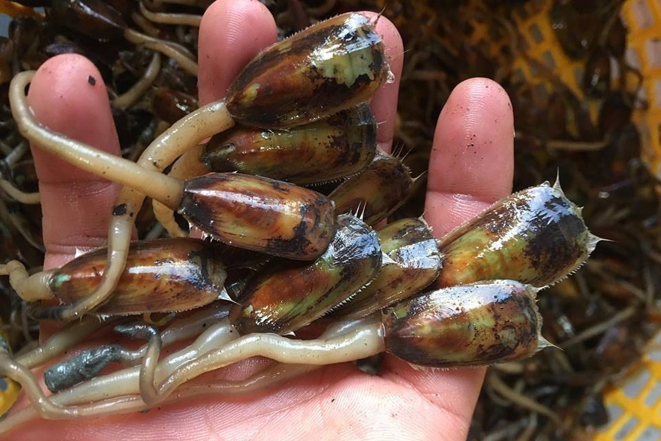 Loat san vat noi tieng cua vung ven bien Tay Nam hinh anh