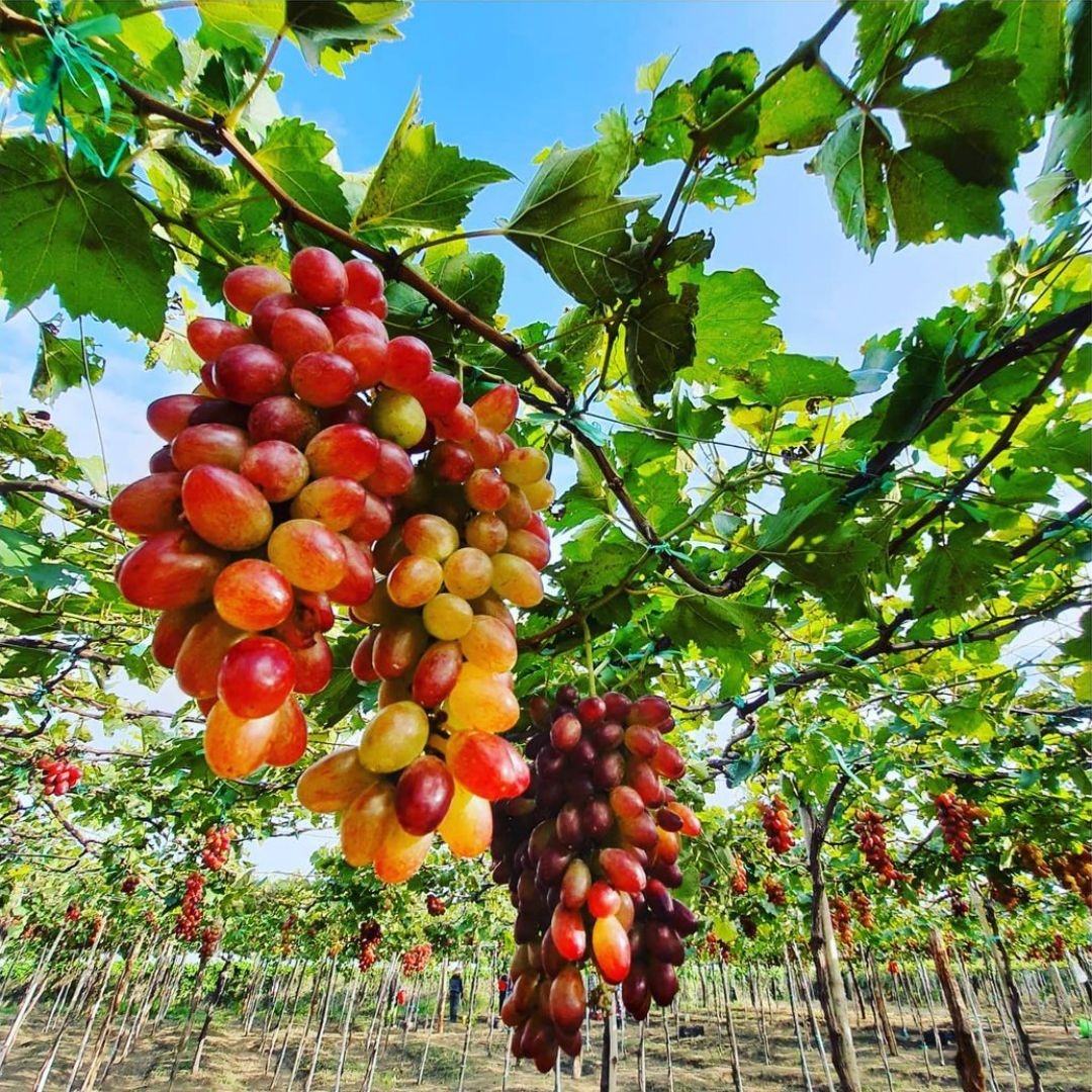 thu phu dieu binh phuoc anh 3