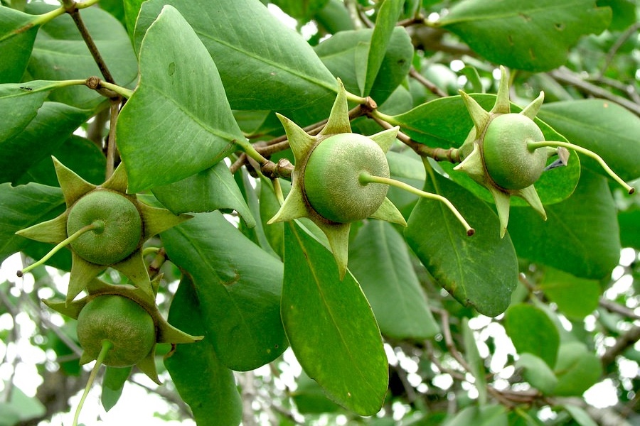 Noi nao duoc goi la xu ban cua mien Tay? hinh anh