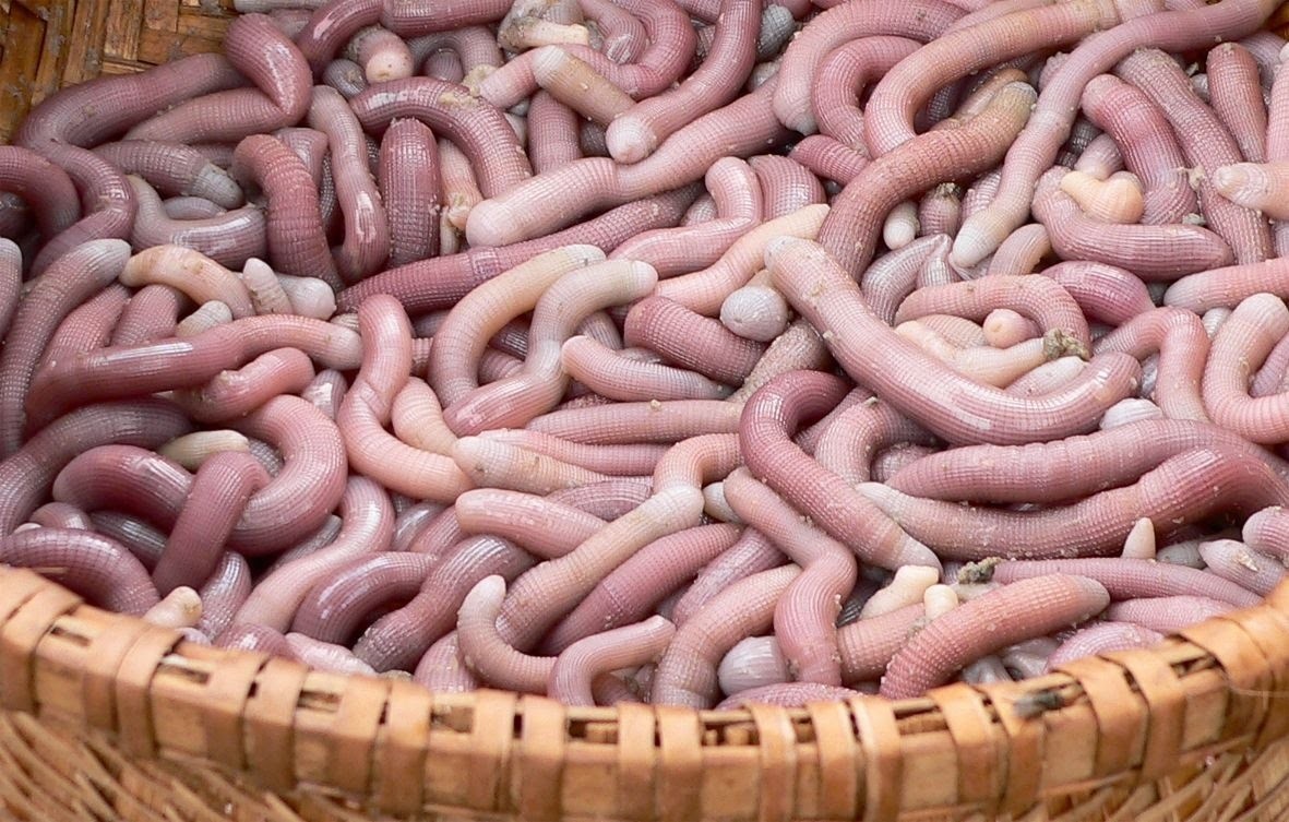 sa sung van don anh 1