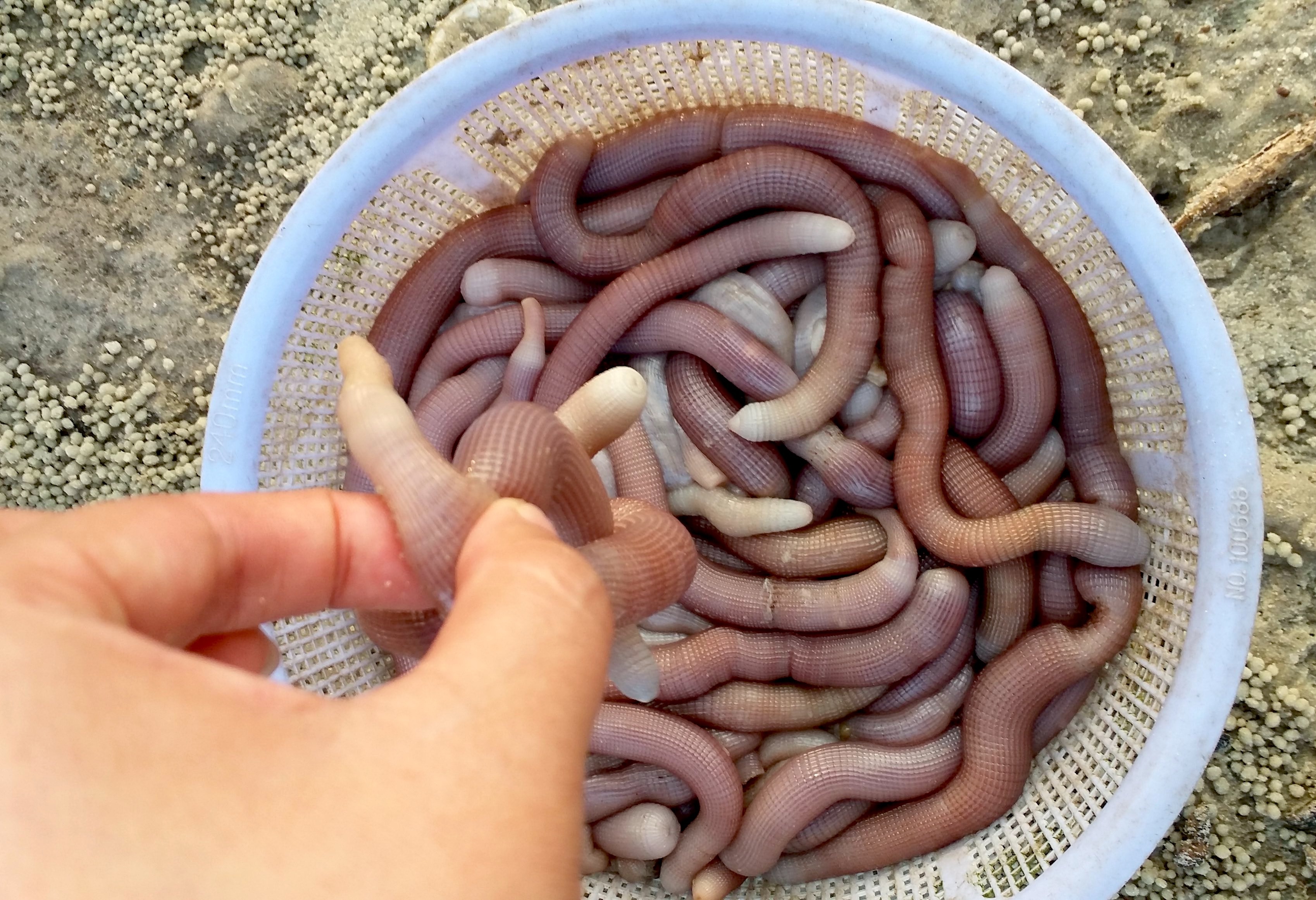 sa sung van don anh 2