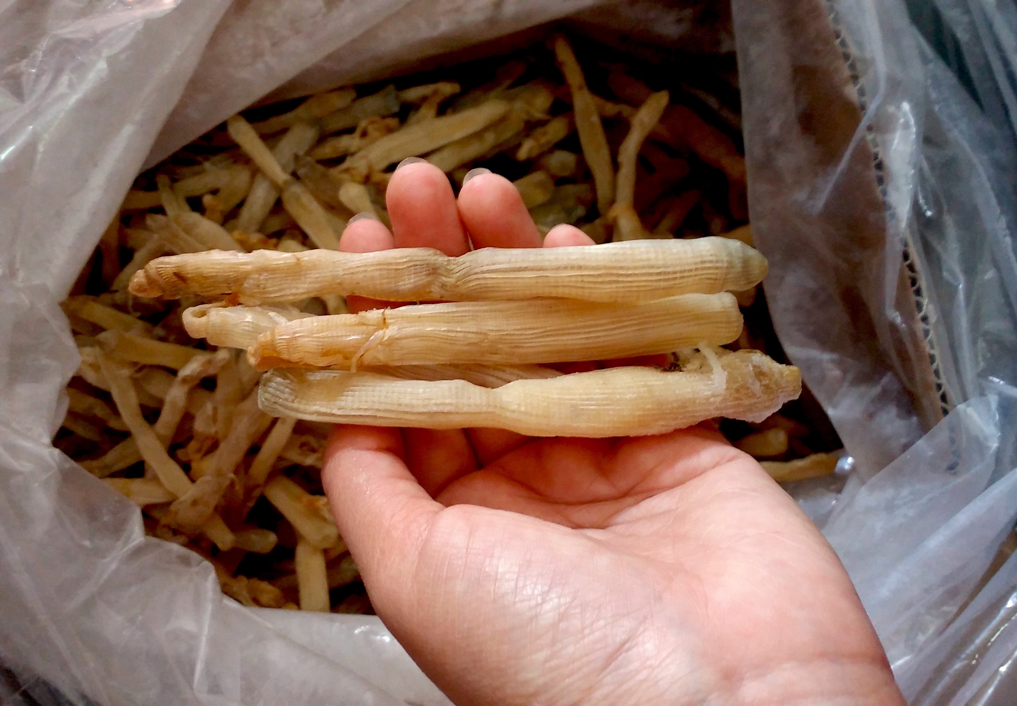 sa sung van don anh 4