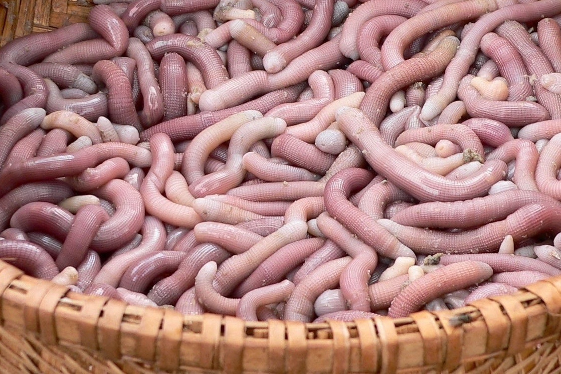 Noi nao noi tieng voi dac san sa sung? hinh anh