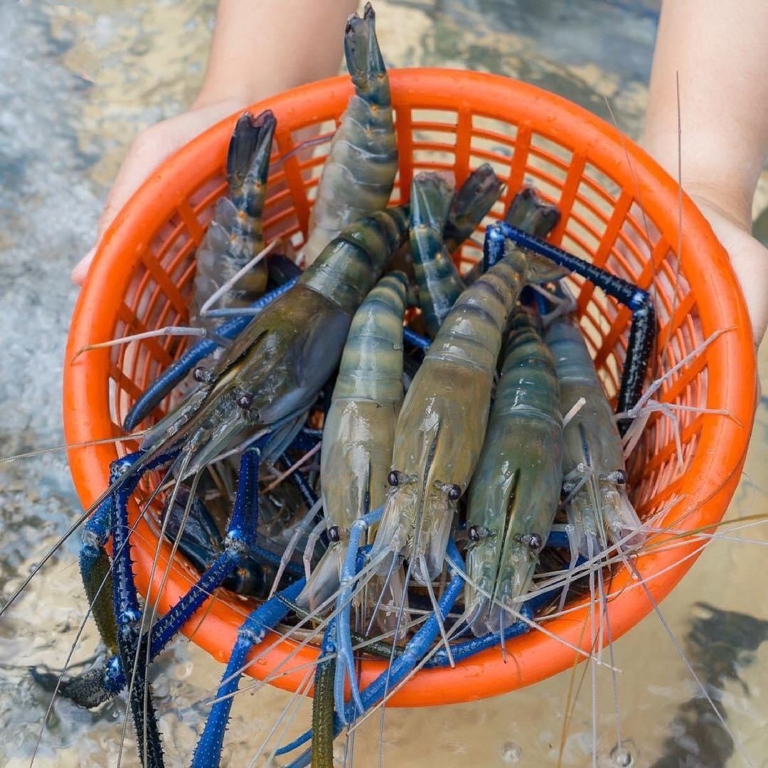 dac san ben tre anh 2