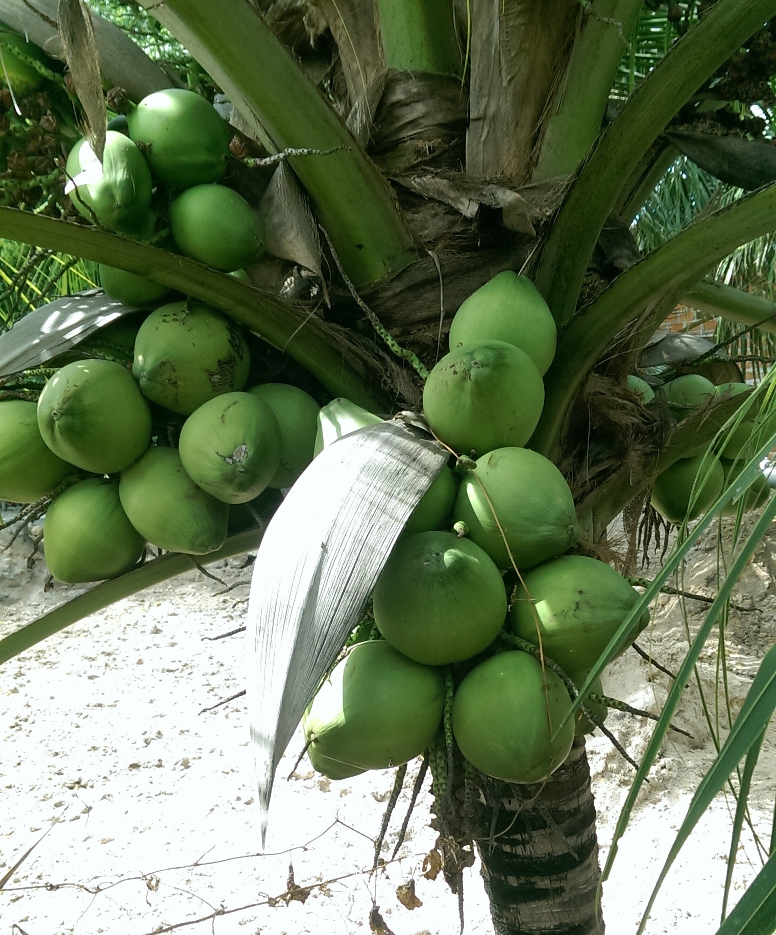 dac san ben tre anh 7