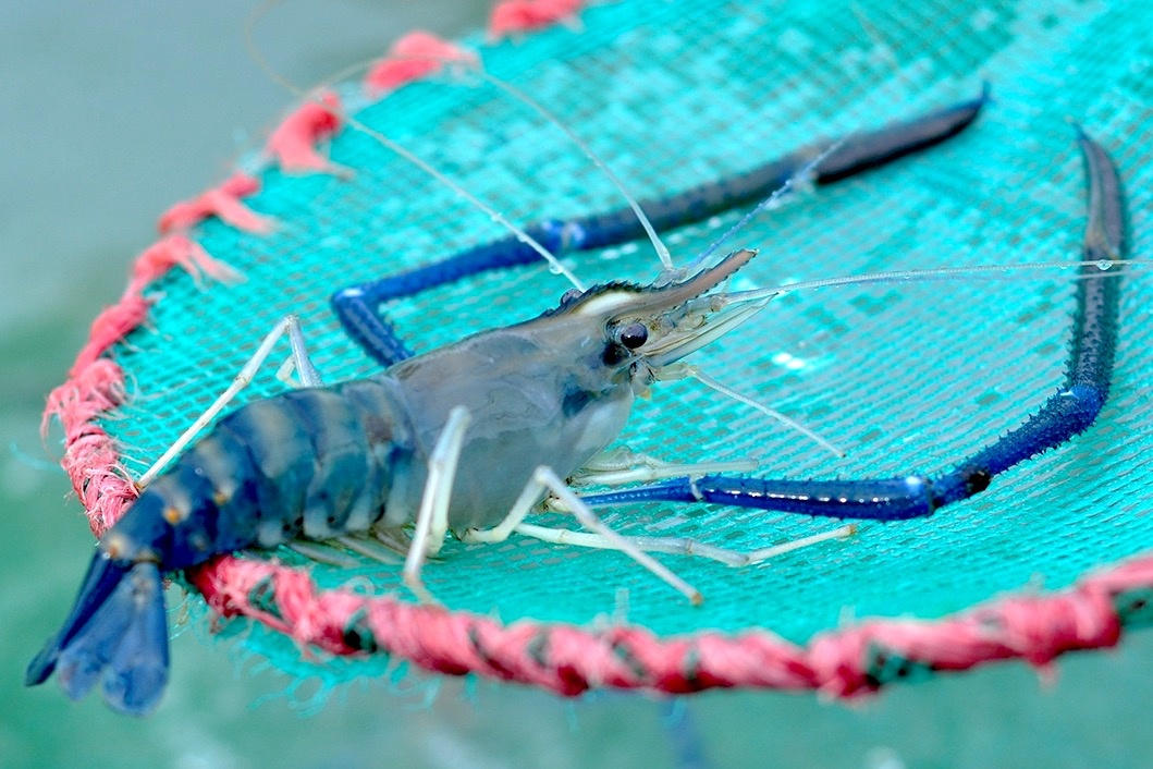 Tinh nao noi tieng voi dac san cua bien, tom cang xanh? hinh anh