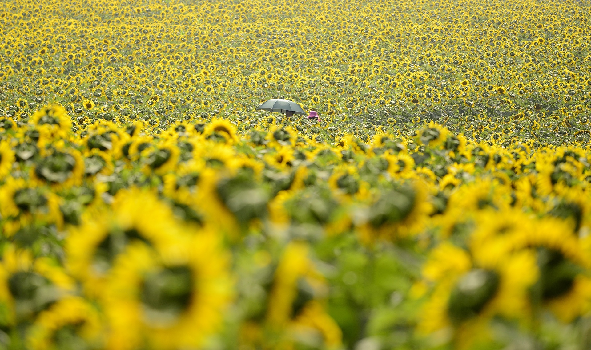 huyen co dien tich lon nhat anh 5