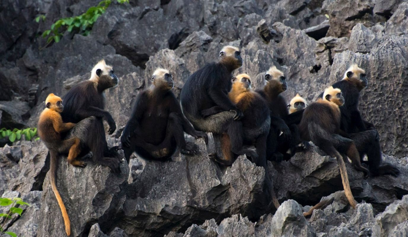 dong vat quy hiem anh 4