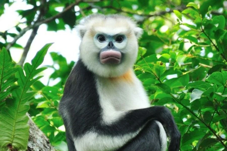 Nhung loai vooc dac huu quy hiem o Viet Nam hinh anh