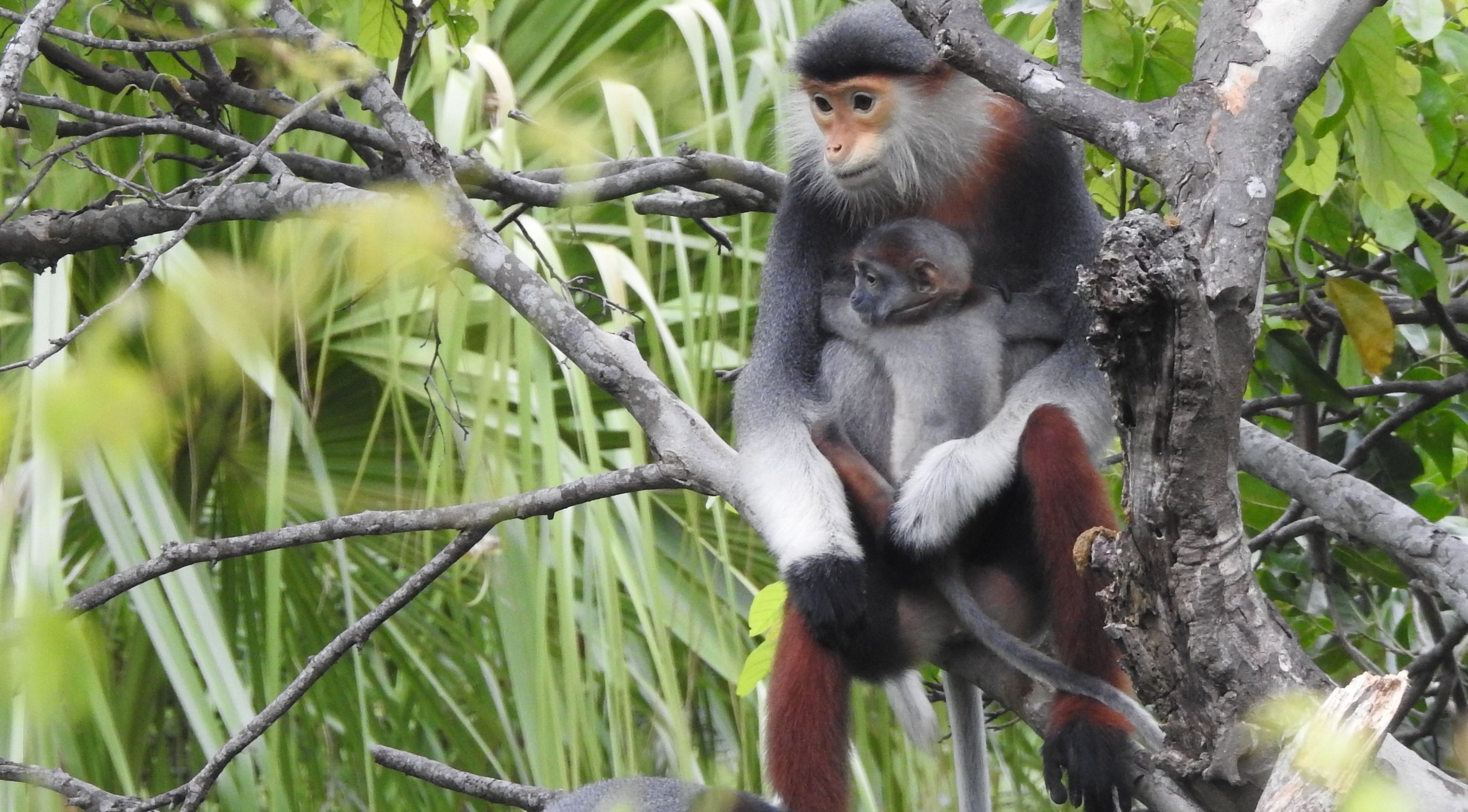 vuon di san asean anh 3