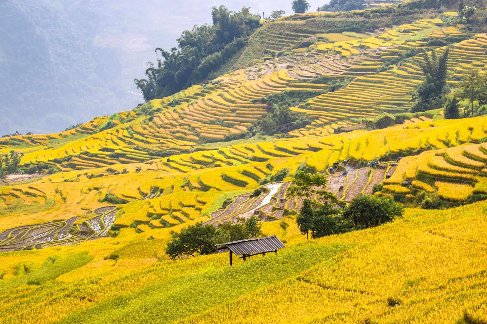 du lịch lào cai ảnh 3 du lich lao cai anh 3