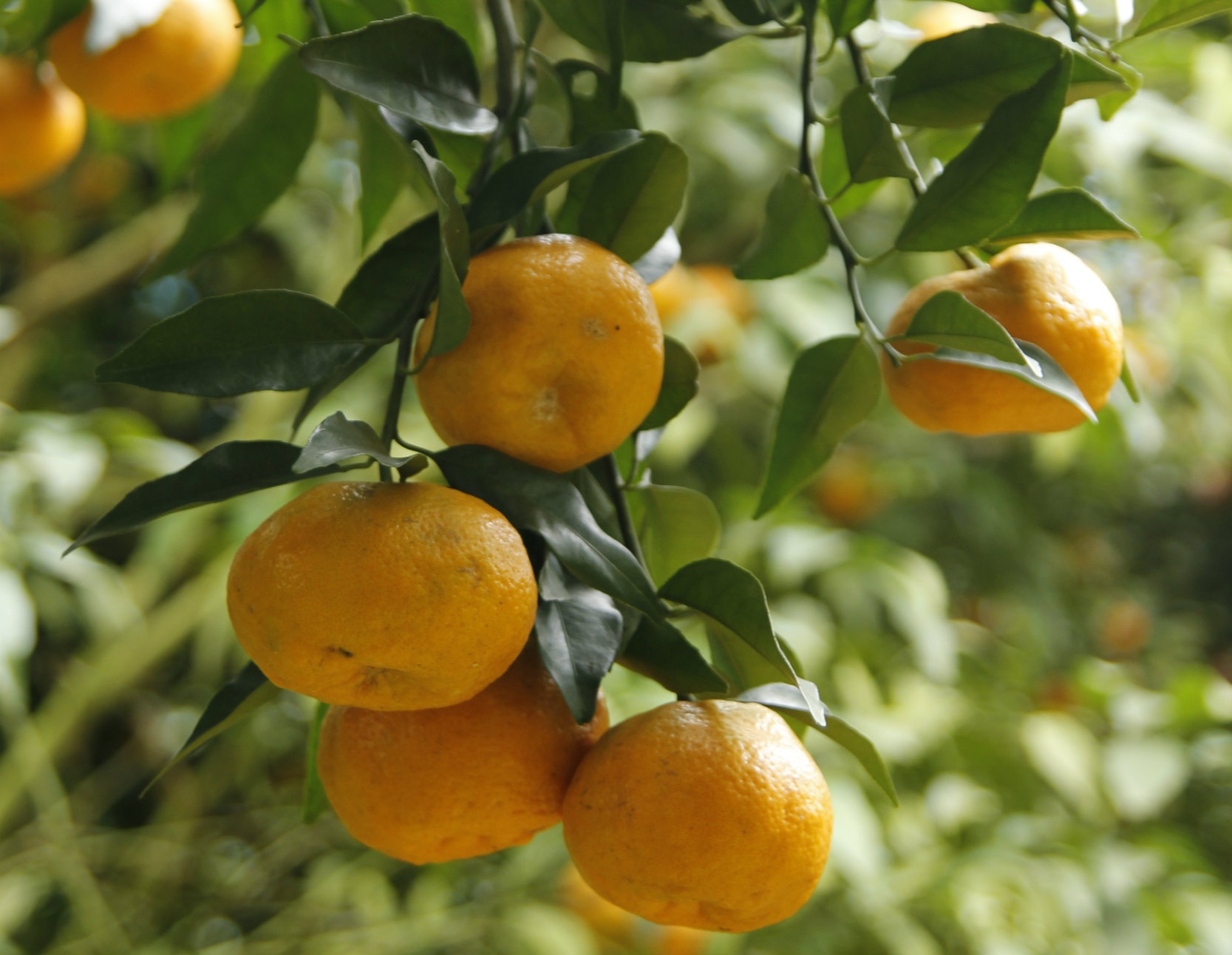 hat de trung khanh cao bang anh 4