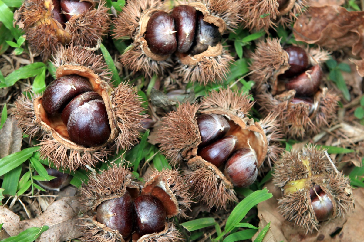 Noi nao duoc xem la thu phu hat de o Cao Bang? hinh anh