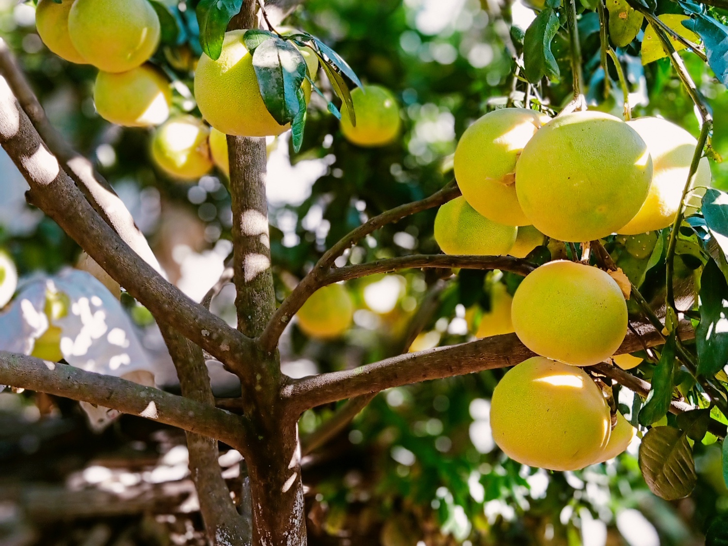 buoi phuc trach anh 1