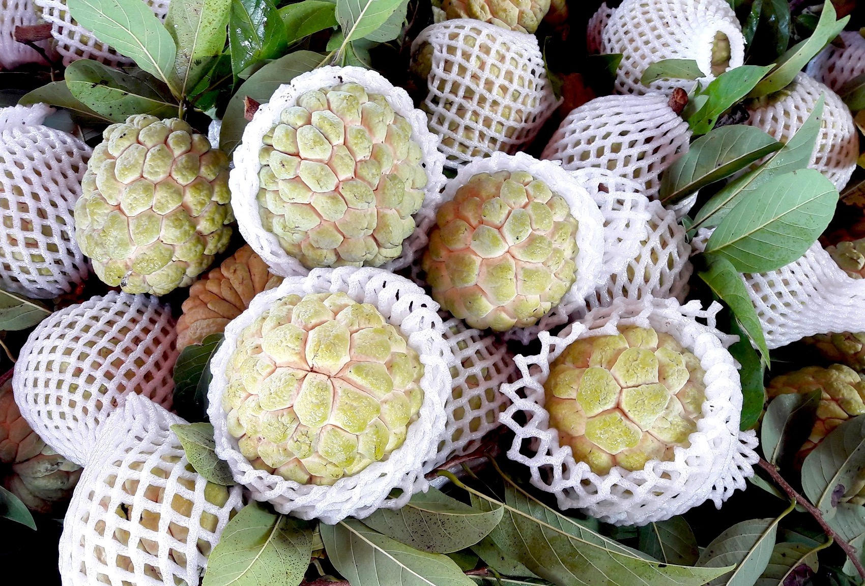 lau ga la e da lat anh 6