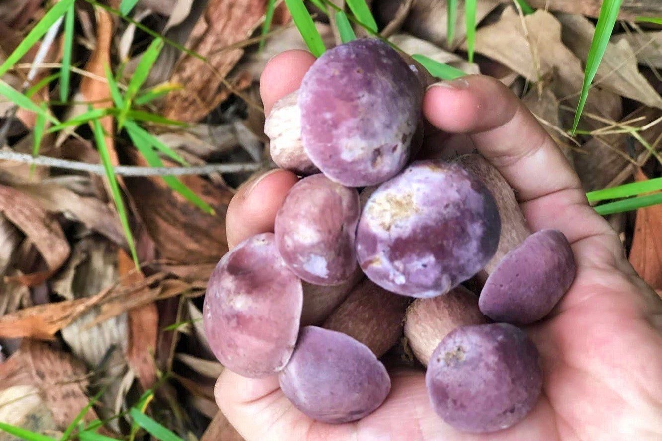 Dac san nam mua thu o xu Hue? hinh anh