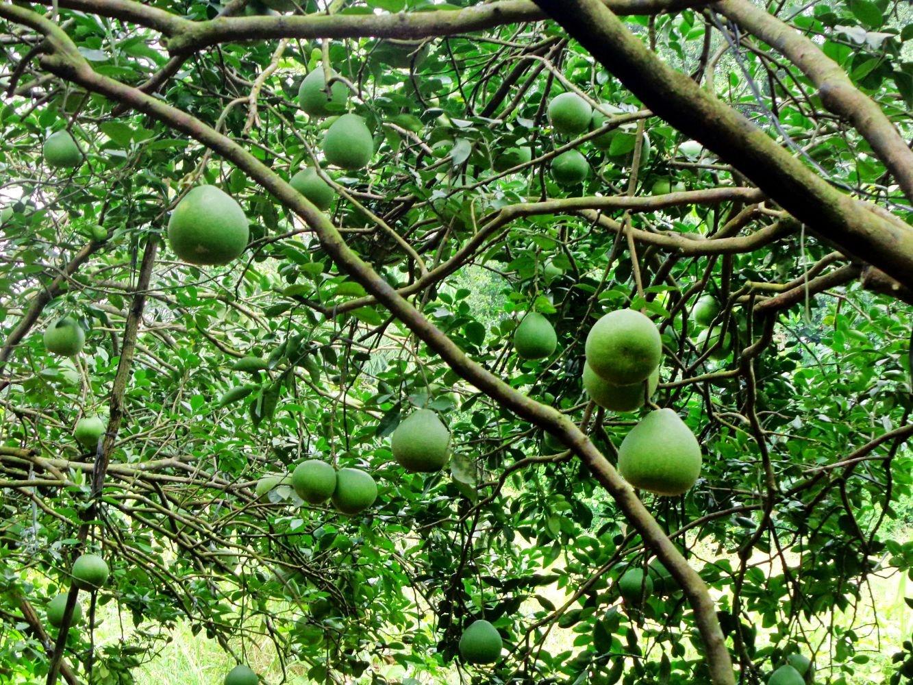 du lich binh duong anh 1