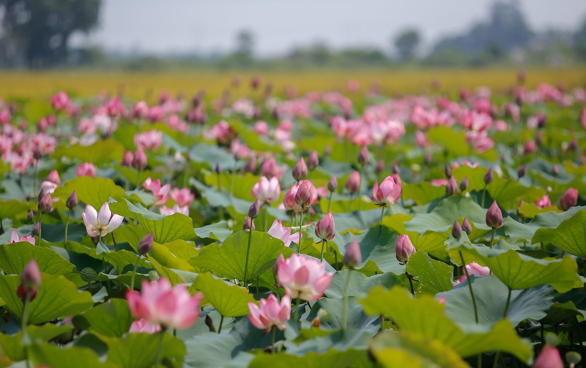 du lich binh duong anh 5