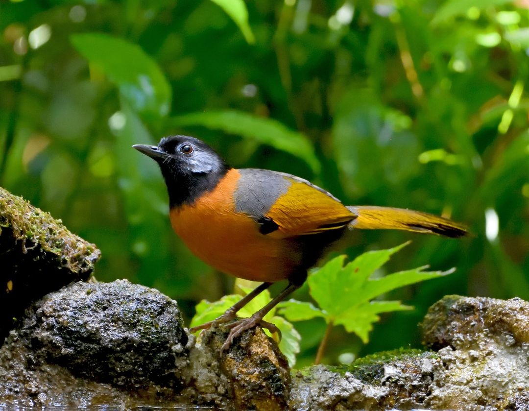 du lich lam dong anh 3